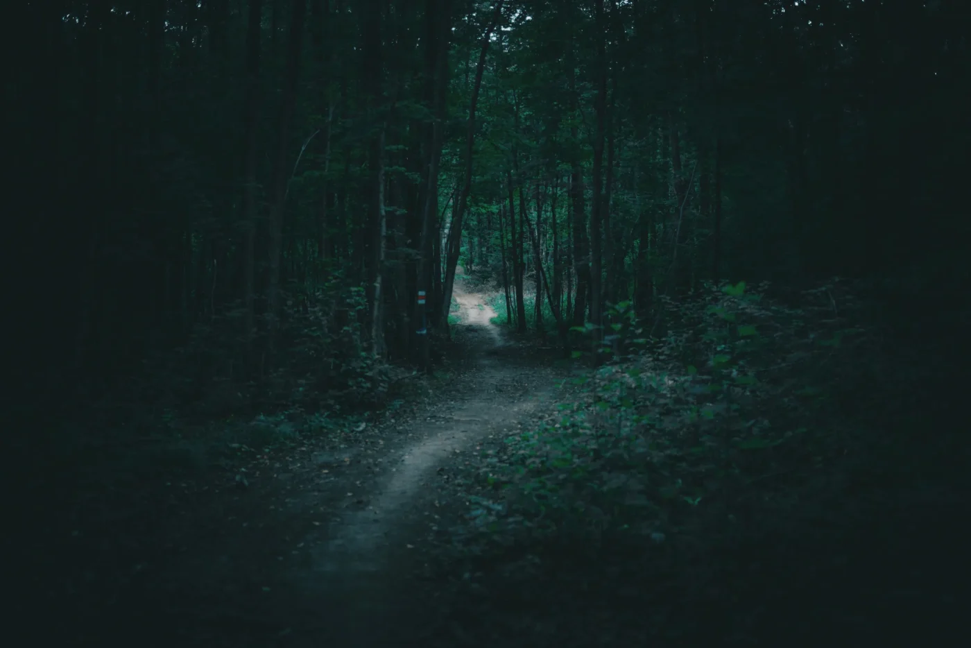 Minute by Minute: The Secluded Woods Ambush